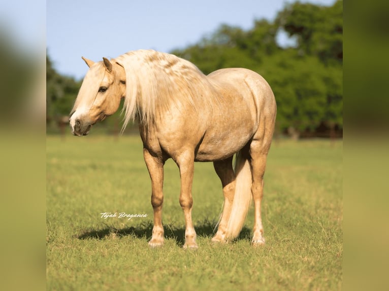 Tinker Mix Wallach 8 Jahre 132 cm Palomino in Weatherford, TX