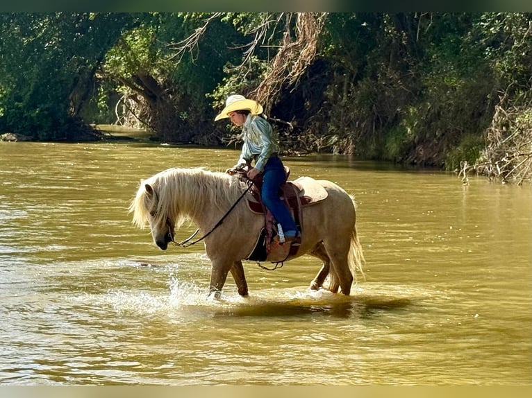 Tinker Mix Wallach 8 Jahre 132 cm Palomino in Weatherford, TX