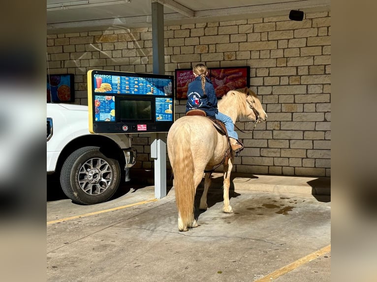 Tinker Mix Wallach 8 Jahre 132 cm Palomino in Weatherford, TX