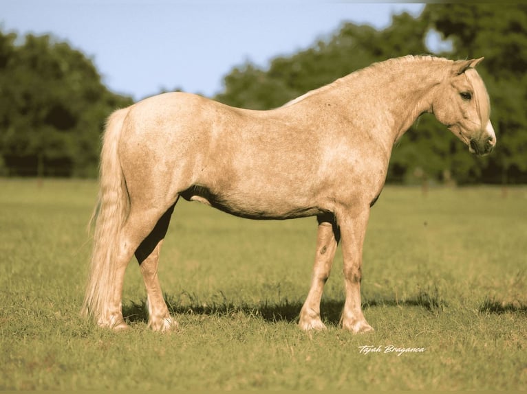 Tinker Mix Wallach 8 Jahre 132 cm Palomino in Weatherford, TX