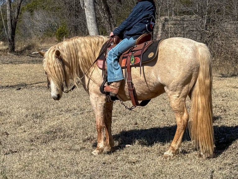 Tinker Mix Wallach 8 Jahre 132 cm Palomino in Weatherford, TX