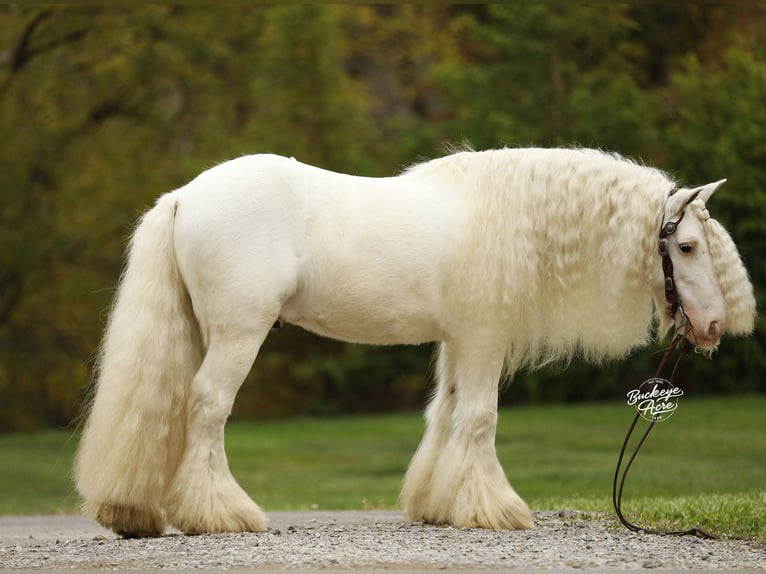 Tinker Wallach 8 Jahre 132 cm White in Millersburg