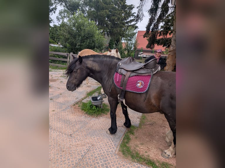 Tinker Mix Wallach 8 Jahre 135 cm Rappe in Freiberg