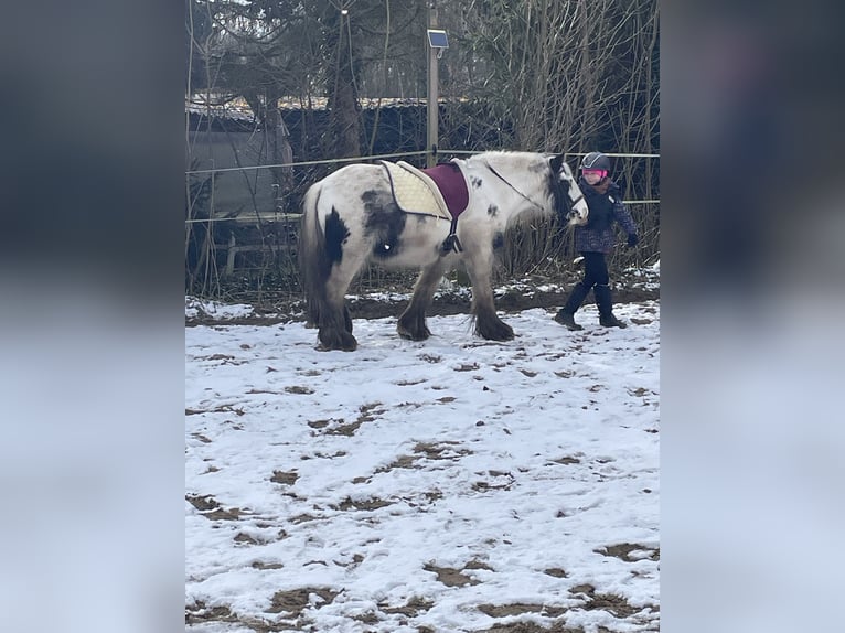 Tinker Wallach 8 Jahre 135 cm Schecke in Norderstedt