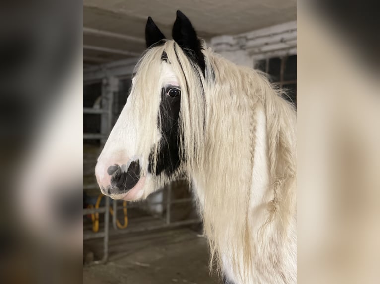 Tinker Wallach 8 Jahre 137 cm Schecke in Wolfhagen