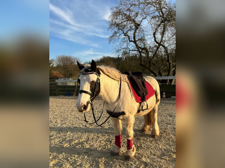 Tinker Wallach 8 Jahre 137 cm Schecke in Wolfhagen