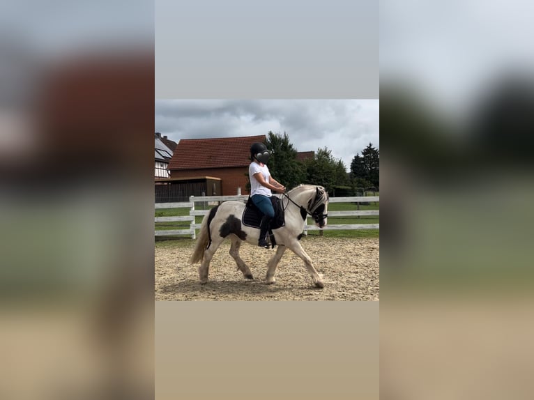 Tinker Wallach 8 Jahre 137 cm Schecke in Wolfhagen