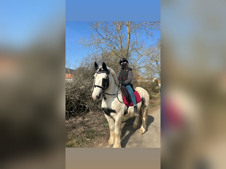Tinker Wallach 8 Jahre 137 cm Schecke in Wolfhagen