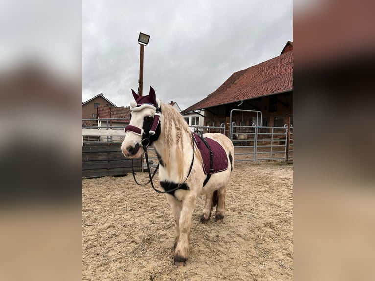 Tinker Wallach 8 Jahre 137 cm Schecke in Wolfhagen