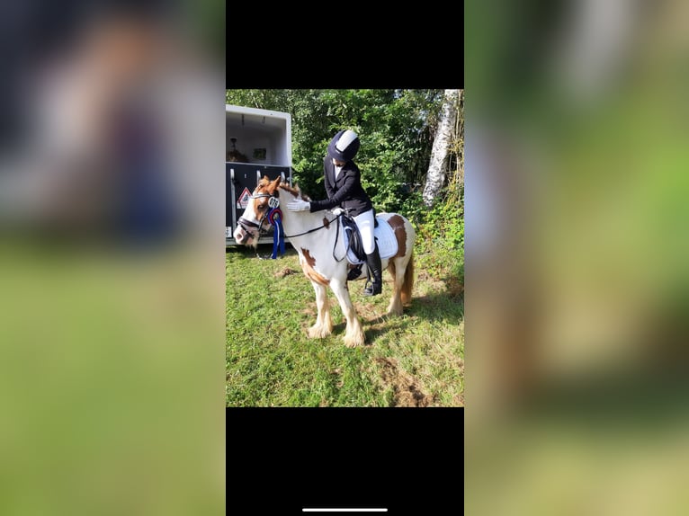 Tinker Wallach 8 Jahre 138 cm Schecke in KoblenzKoblenz