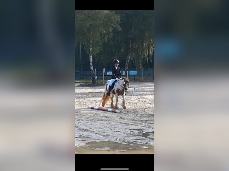 Tinker Wallach 8 Jahre 138 cm Schecke in KoblenzKoblenz