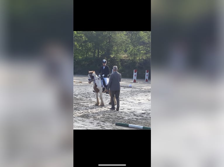 Tinker Wallach 8 Jahre 138 cm Schecke in KoblenzKoblenz