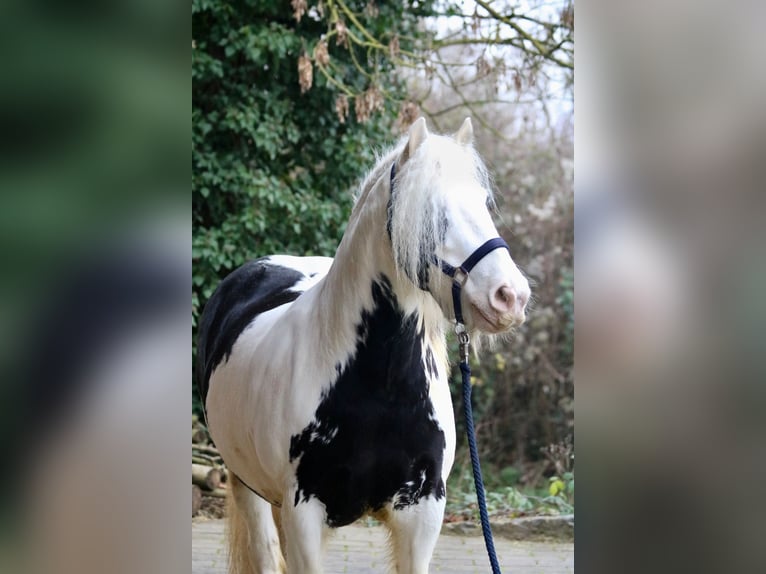 Tinker Wallach 8 Jahre 140 cm Schecke in Bad Wimpfen