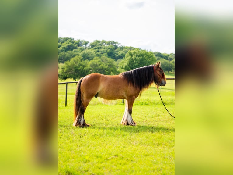 Tinker Wallach 8 Jahre 142 cm Rotbrauner in Alvord