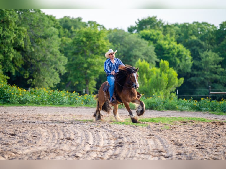 Tinker Wallach 8 Jahre 142 cm Rotbrauner in Alvord