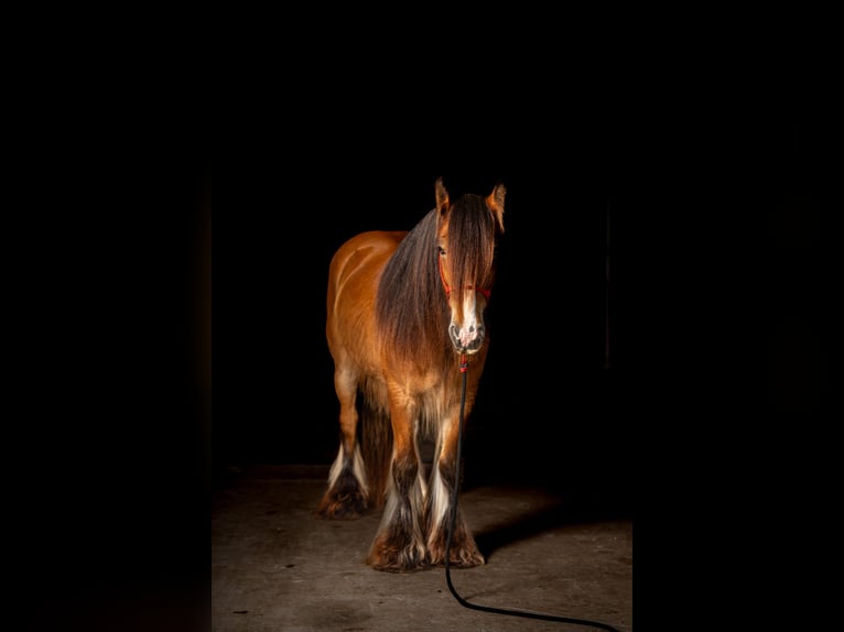 Tinker Wallach 8 Jahre 142 cm Rotbrauner in Alvord