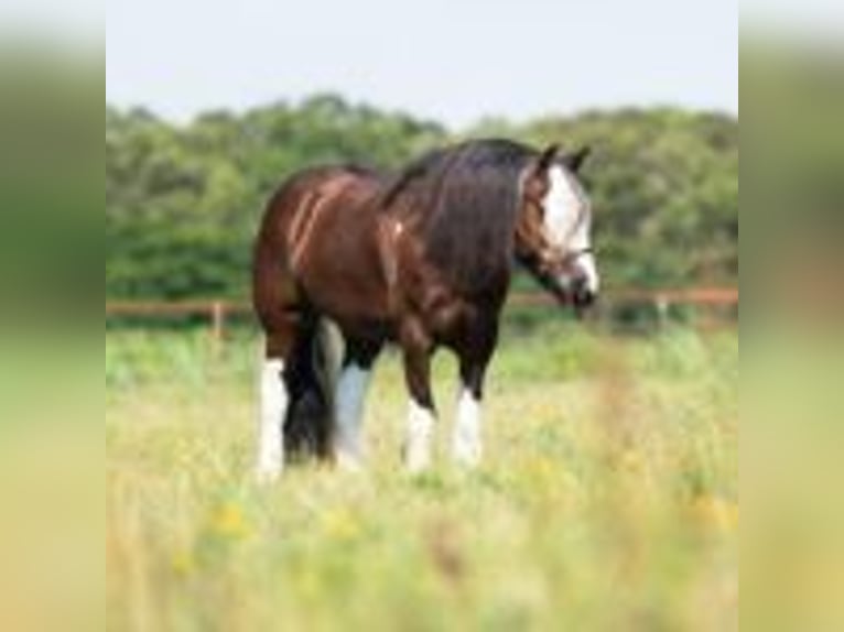 Tinker Wallach 8 Jahre 142 cm Tobiano-alle-Farben in Lodi