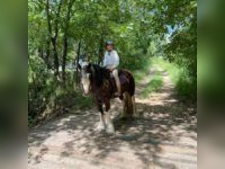Tinker Wallach 8 Jahre 142 cm Tobiano-alle-Farben in Lodi