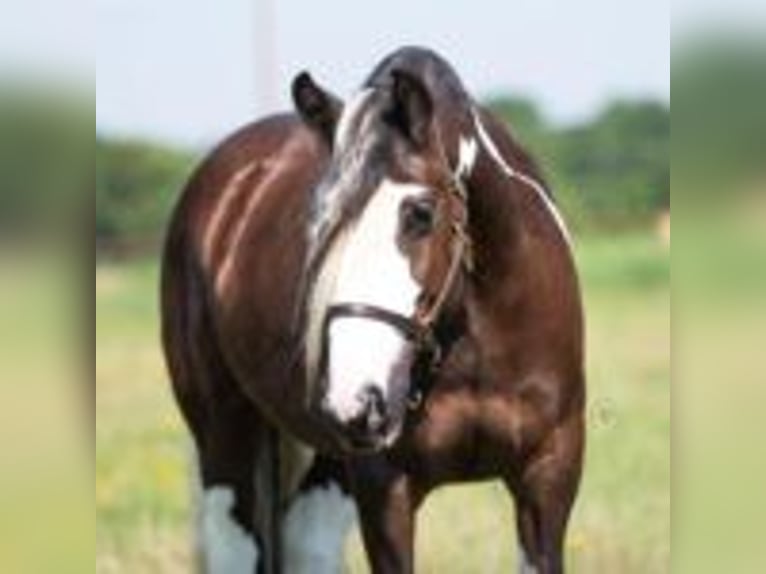 Tinker Wallach 8 Jahre 142 cm Tobiano-alle-Farben in Lodi