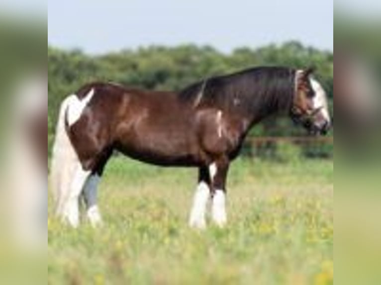 Tinker Wallach 8 Jahre 142 cm Tobiano-alle-Farben in Lodi