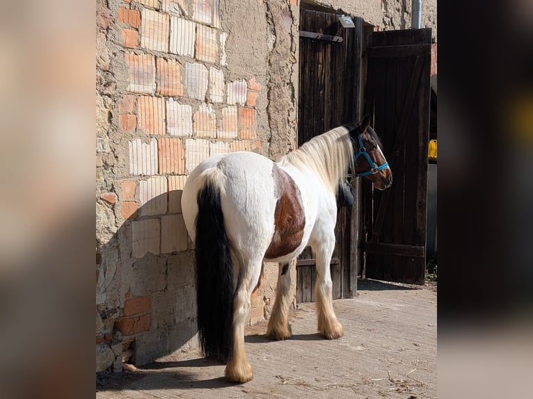 Tinker Mix Wallach 8 Jahre 143 cm Schecke in Mügeln