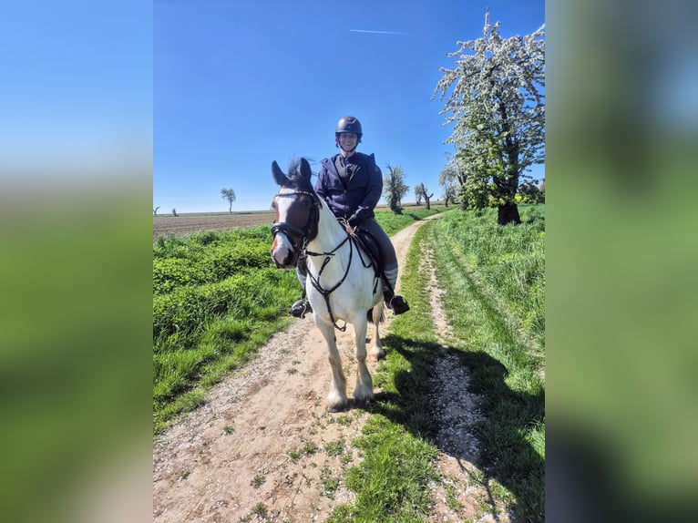 Tinker Mix Wallach 8 Jahre 143 cm Schecke in Mügeln