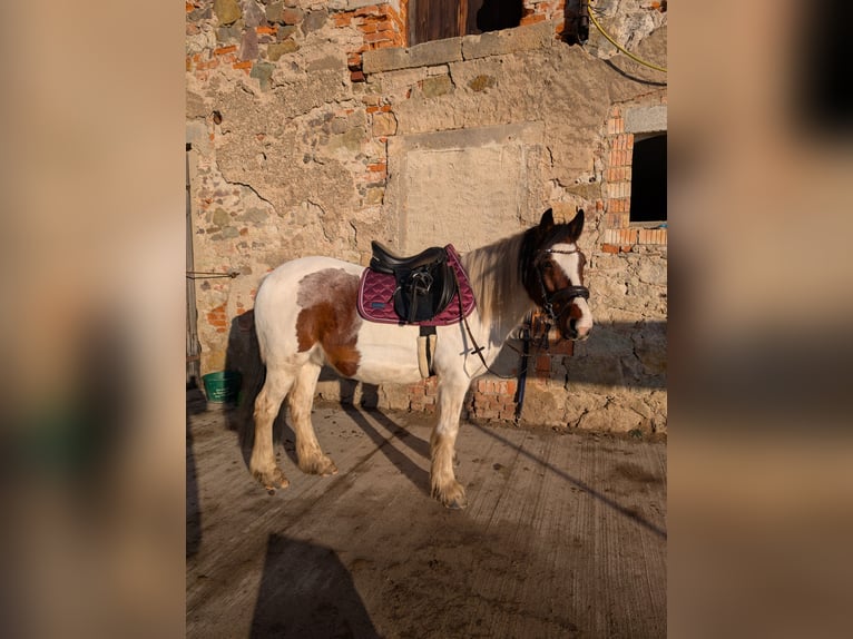 Tinker Mix Wallach 8 Jahre 143 cm Schecke in Mügeln
