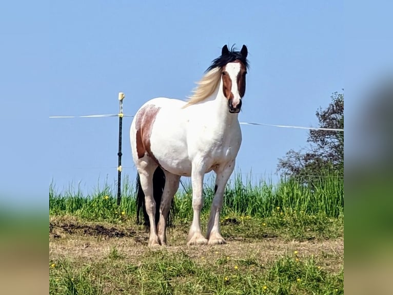 Tinker Mix Wallach 8 Jahre 143 cm Schecke in Mügeln