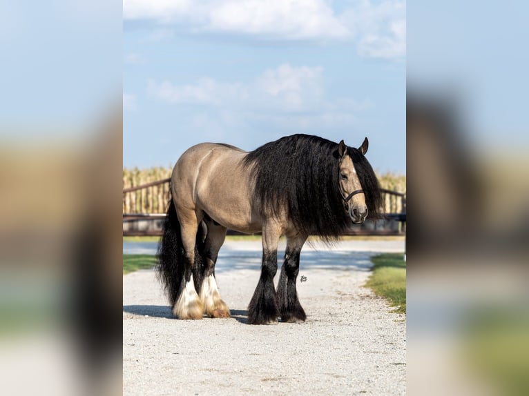 Tinker Wallach 8 Jahre 145 cm Buckskin in Holland, IA