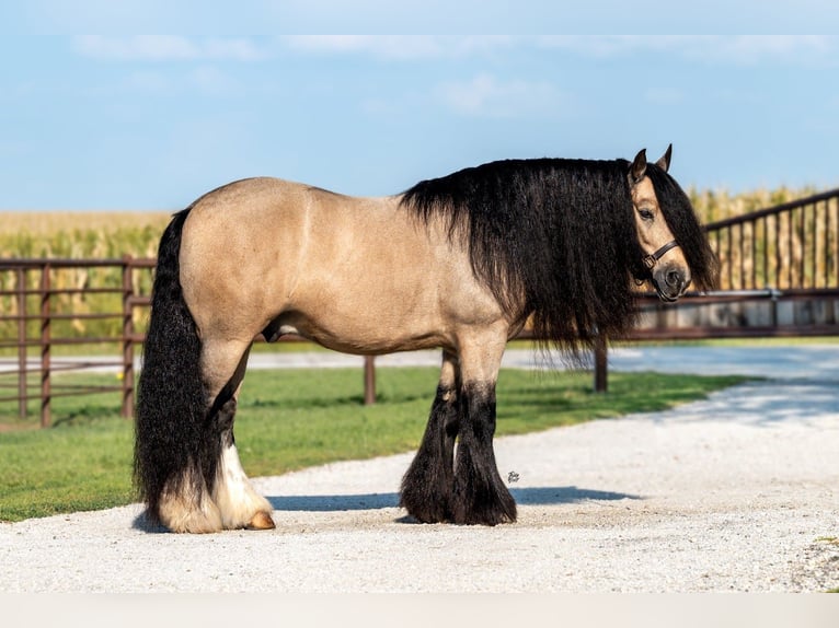 Tinker Wallach 8 Jahre 145 cm Buckskin in Holland, IA