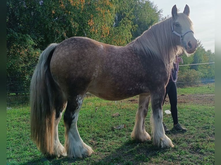 Tinker Wallach 8 Jahre 145 cm Palomino in Rechnitz