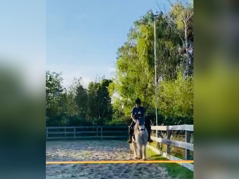 Tinker Wallach 8 Jahre 145 cm Roan-Blue in WendeburgWendeburg