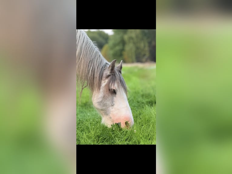 Tinker Wallach 8 Jahre 145 cm Roan-Blue in WendeburgWendeburg