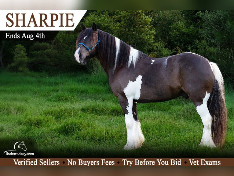 Tinker Wallach 8 Jahre 145 cm Tobiano-alle-Farben in Kentwood, LA