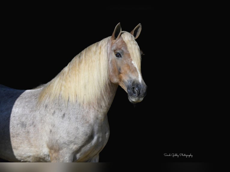 Tinker Mix Wallach 8 Jahre 147 cm Roan-Red in Oelwein