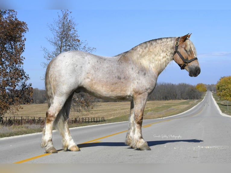 Tinker Mix Wallach 8 Jahre 147 cm Roan-Red in Oelwein