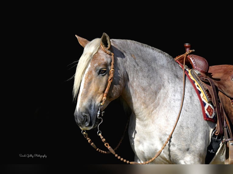 Tinker Mix Wallach 8 Jahre 147 cm Roan-Red in Oelwein