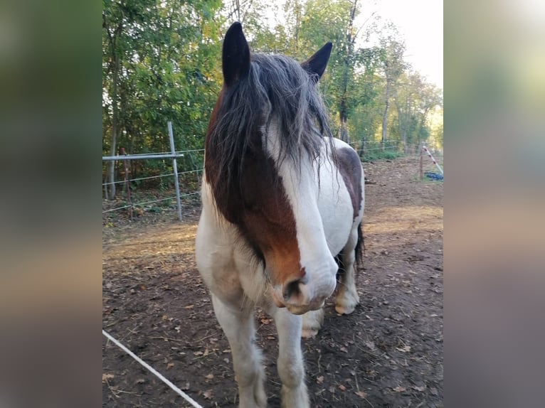 Tinker Wallach 8 Jahre 148 cm Schecke in Freital