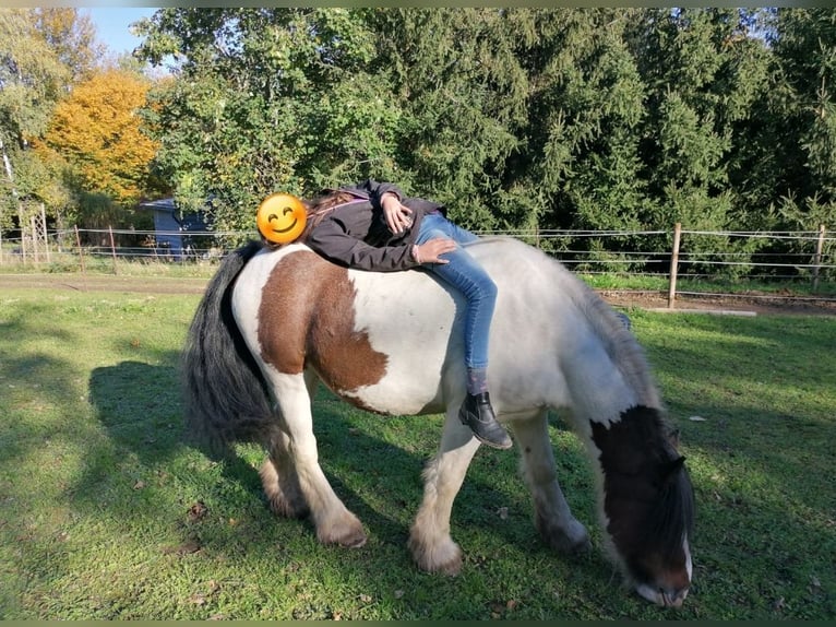 Tinker Wallach 8 Jahre 148 cm Schecke in Freital
