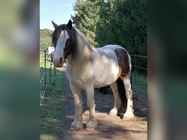 Tinker Wallach 8 Jahre 148 cm Schecke in Freital