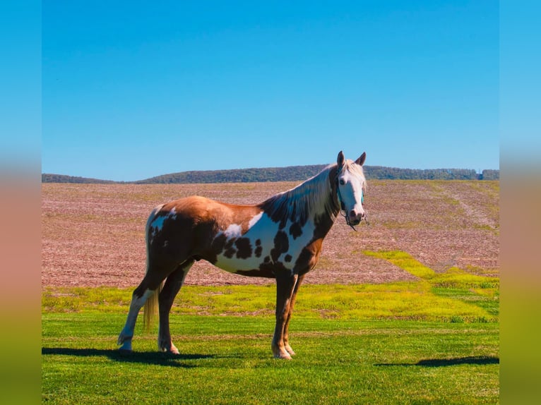 Tinker Wallach 8 Jahre 150 cm Palomino in Millersburg PA