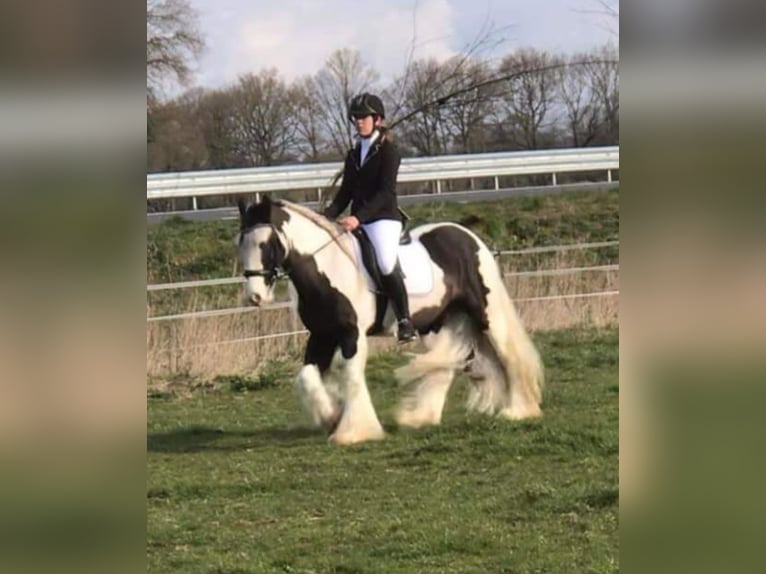 Tinker Wallach 8 Jahre 150 cm Schecke in Dalerveen