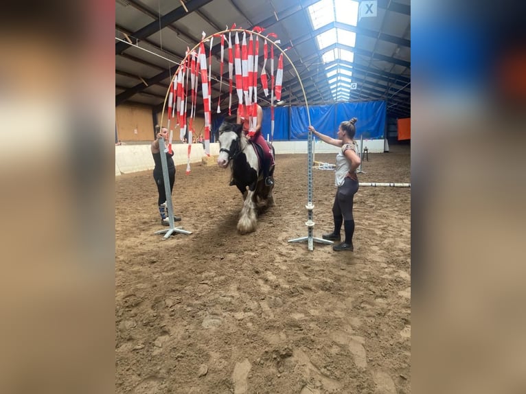 Tinker Wallach 8 Jahre 150 cm Schecke in Dalerveen