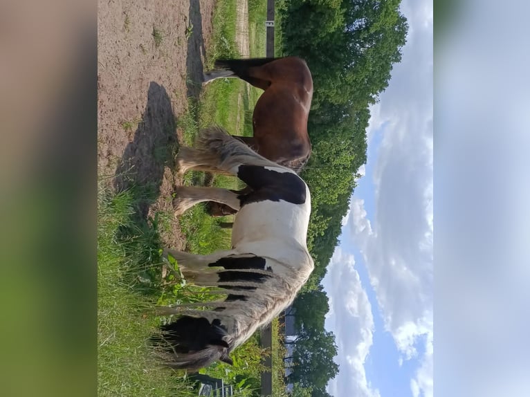 Tinker Wallach 8 Jahre 150 cm Schecke in Dalerveen