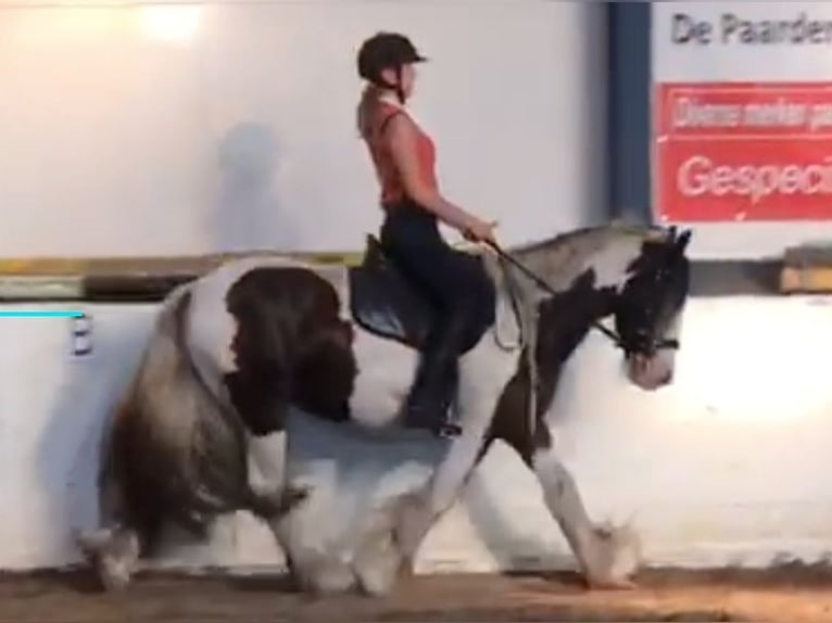 Tinker Wallach 8 Jahre 150 cm Schecke in Dalerveen