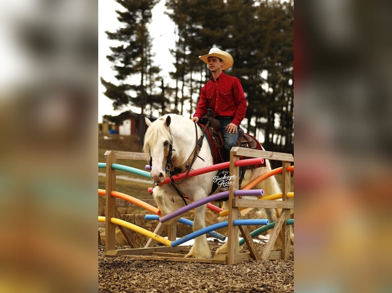 Tinker Wallach 8 Jahre 150 cm Tobiano-alle-Farben in Millersburg