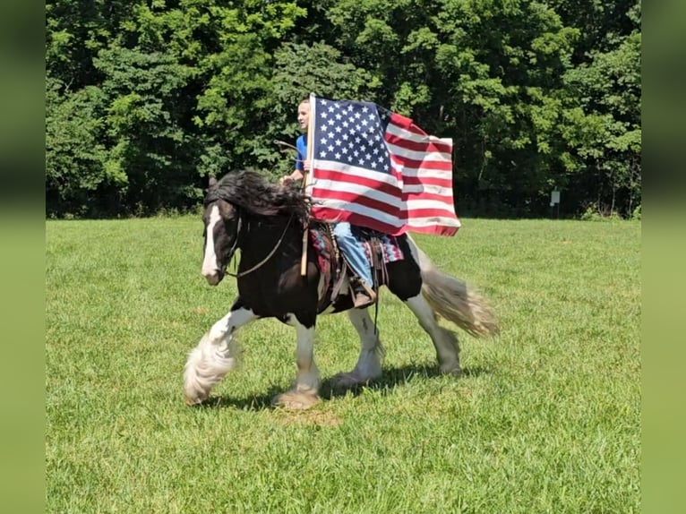 Tinker Wallach 8 Jahre 150 cm in Robards, KY