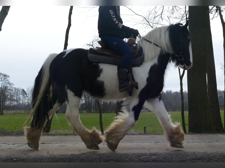 Tinker Wallach 8 Jahre 151 cm Schecke in Lathen