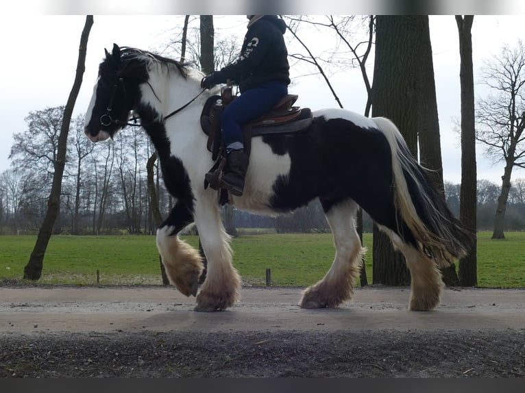 Tinker Wallach 8 Jahre 151 cm Schecke in Lathen