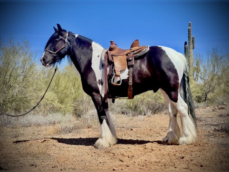 Tinker Wallach 8 Jahre 152 cm Schecke in Phoenix